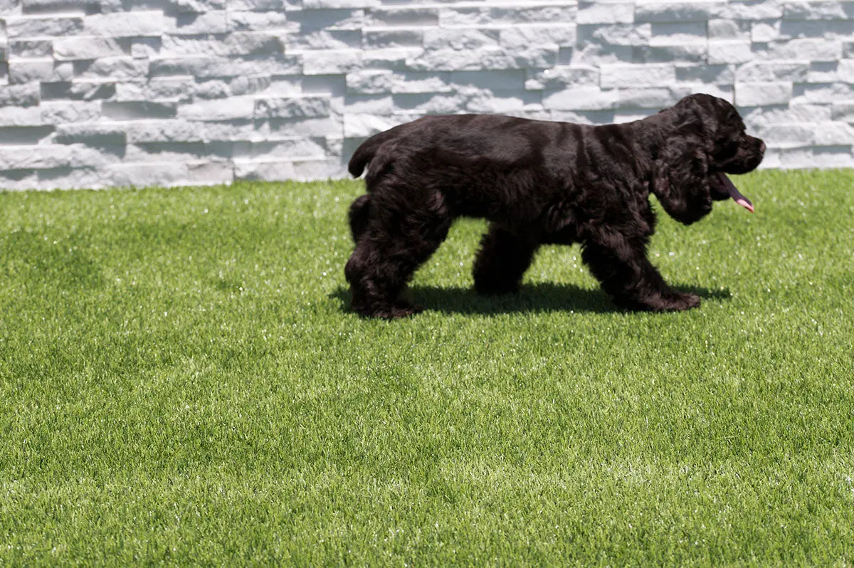 MSI Hardscaping Evergrass Emerald Green Turf 76 40mm